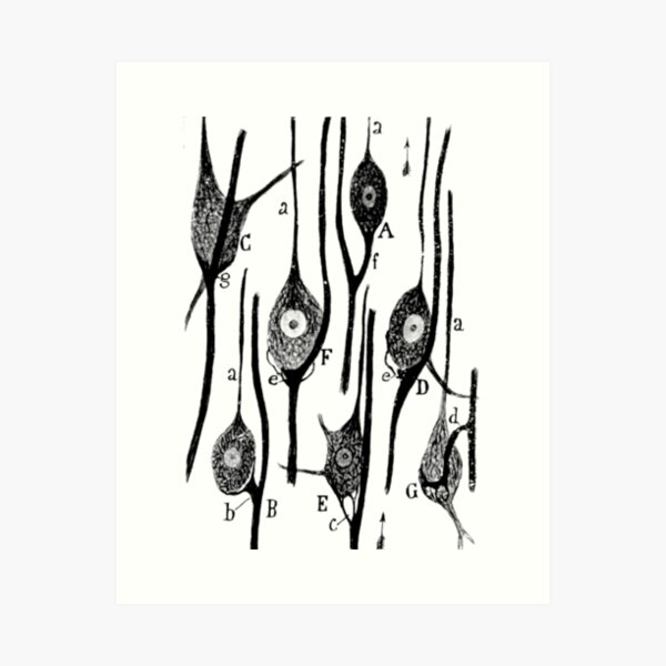 Item preview,  Neural Connections Illustrated by Cajal, 1923  designed and sold by ScienceSource.