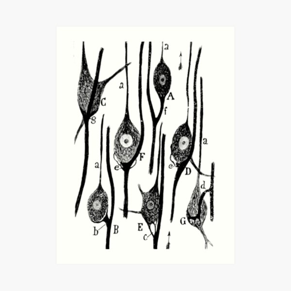 Neural Connections Illustrated by Cajal, 1923 Art Print
