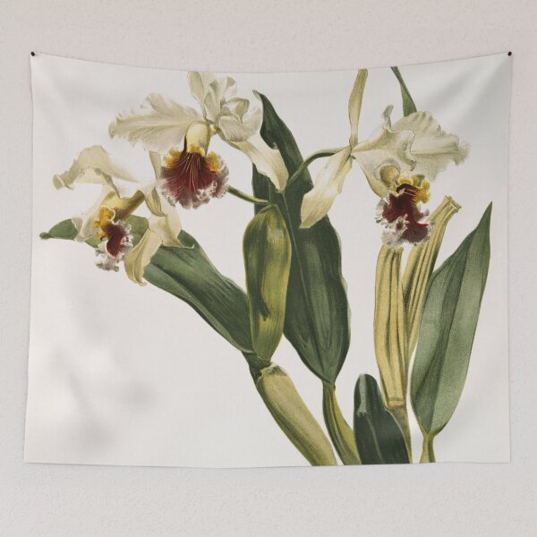 Item preview, Reichenbachia: Orchids Illustrated and Described designed and sold by EsotericBotanic.