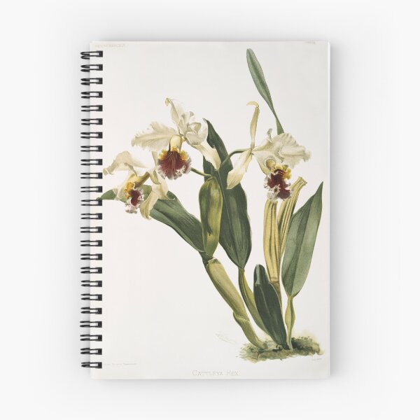 Item preview, Reichenbachia: Orchids Illustrated and Described designed and sold by EsotericBotanic.