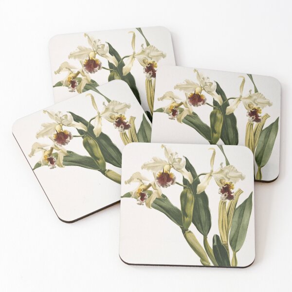 Item preview, Reichenbachia: Orchids Illustrated and Described designed and sold by EsotericBotanic.
