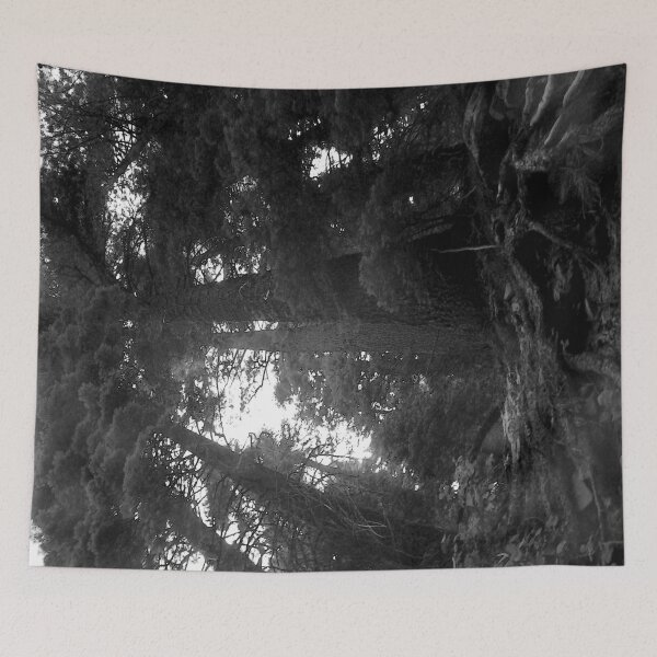 Item preview, Yosemite Giant Sequoias Plate 3 designed and sold by John Schneider.