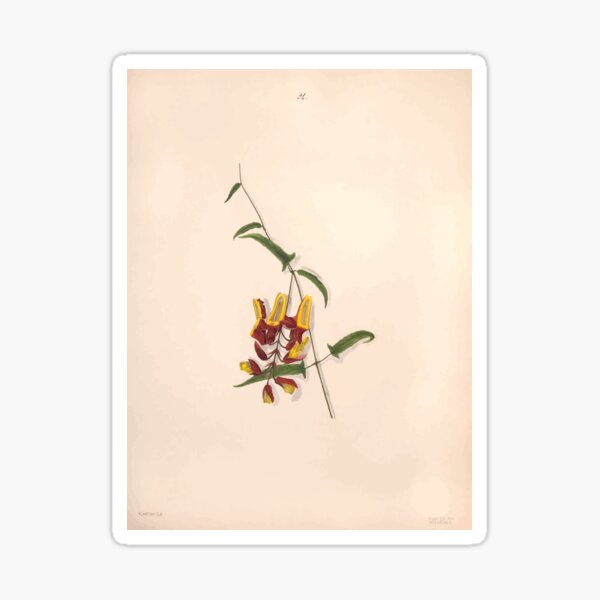 Item preview, Brazilian flowers drawn from nature in the years 1880 to 1882 in the neighbourhood of Rio de Janeiro E H Norton 027 designed and sold by WetdryvacRB01.