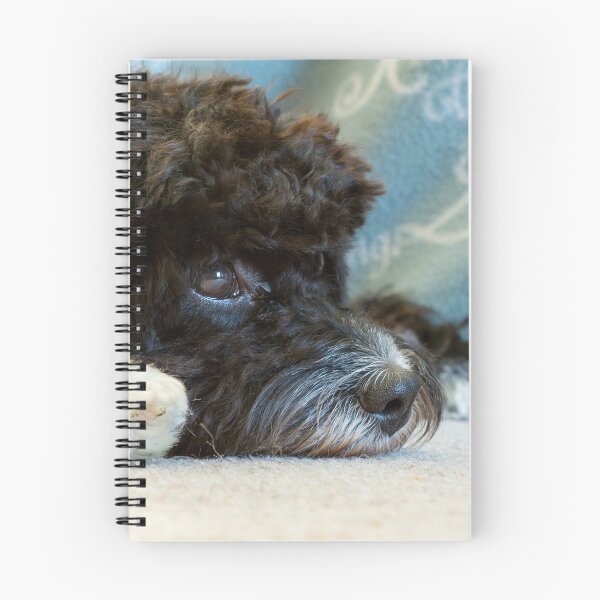 Item preview, Sleepy Cavapoo Puppy designed and sold by Jane Stanley Photography.