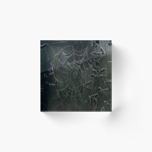 Item preview, Cobweb designed and sold by EvaWald.