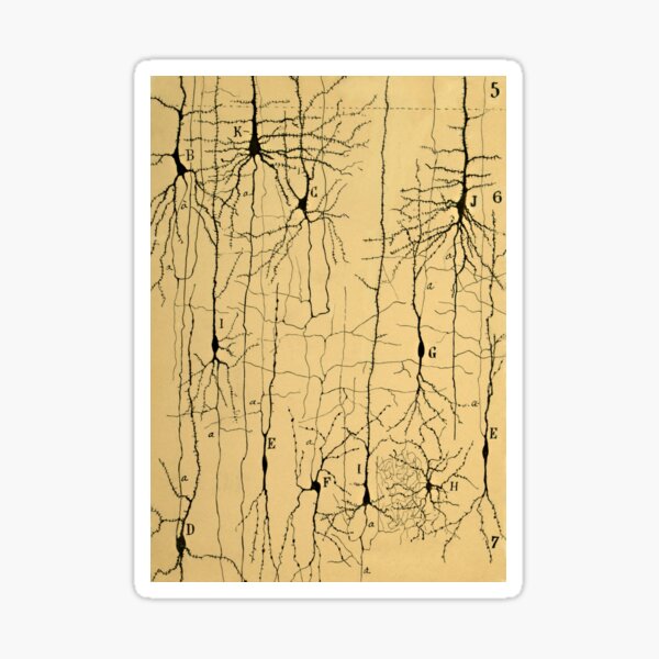 Item preview, Drawing of Nerve Cells by  Santiago Ramón y Cajal  designed and sold by ScienceSource.