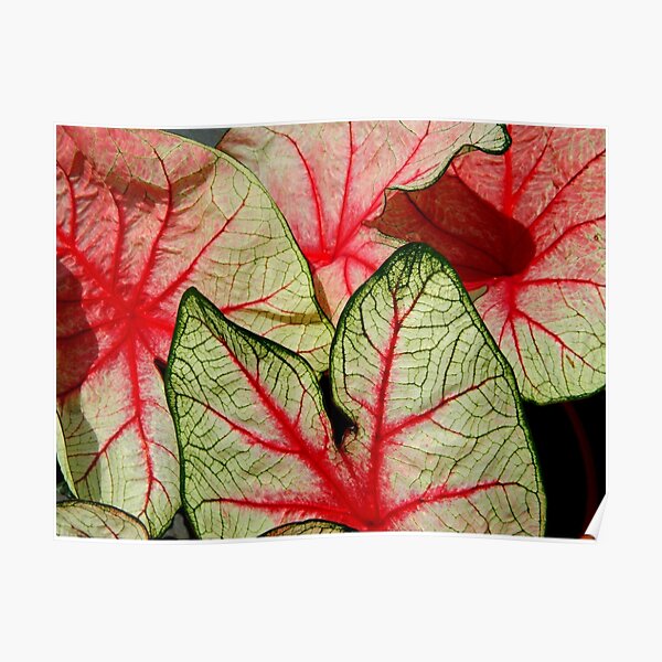 Caladium Leaves ^ Poster