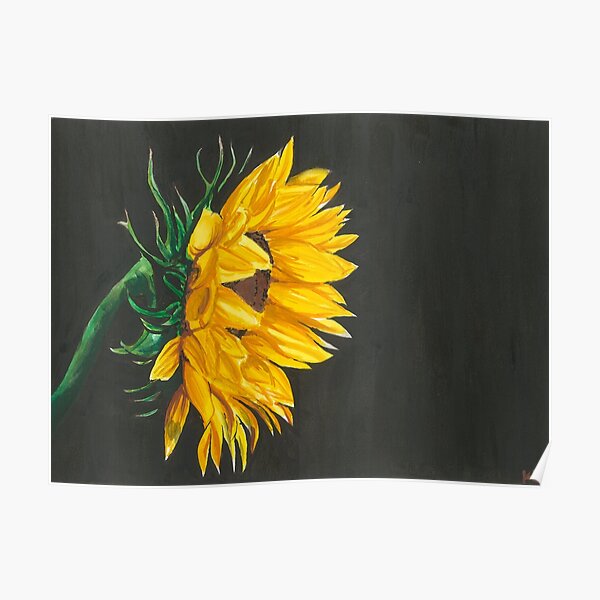 Sunflower with a black background Poster
