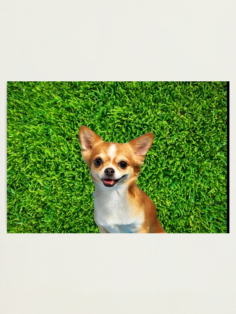 chihuahua dog lover cute face chiwawa Photographic Print