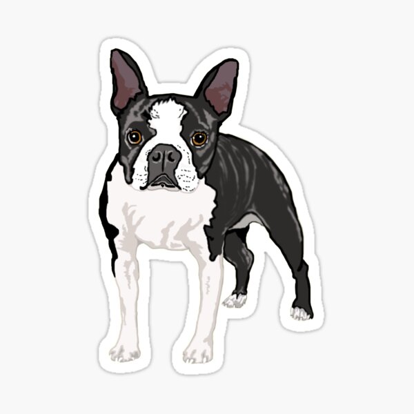 Boston Terrier Sticker