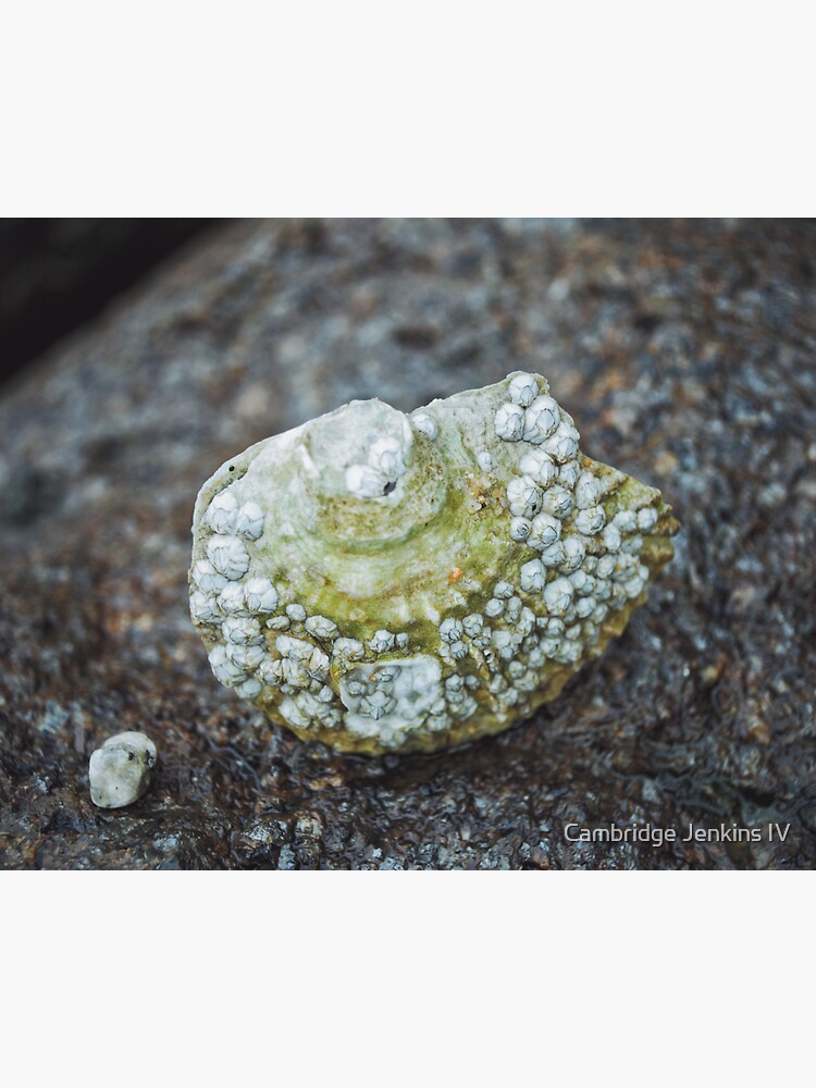 "Oyster" by Cambridge Jenkins IV by cjenkinsiv