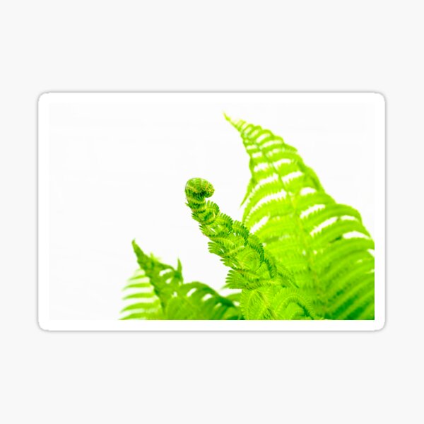 Item preview, Fern Fronds designed and sold by Ollivrosa.