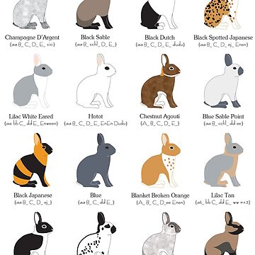 "rabbits colour genetics" Art Board Print for Sale by DreamingLizard ...