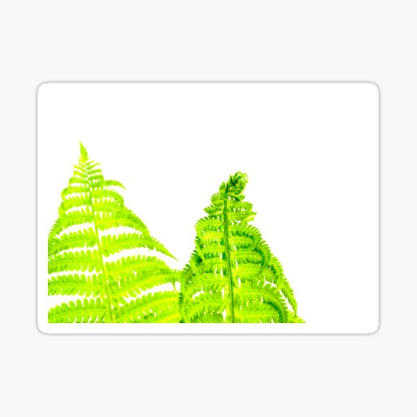 Item preview, Two Fern Fronds designed and sold by Ollivrosa.