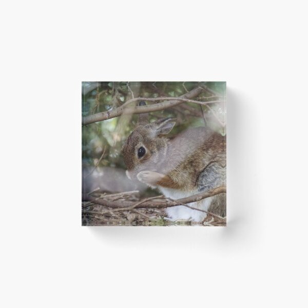 Item preview, Bunny Rabbit Grooming Itself designed and sold by fotosbymaria.