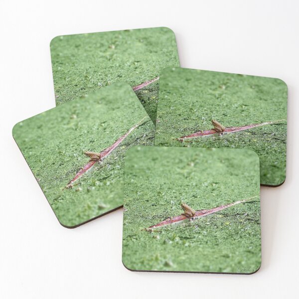 Item preview, Frog on a Log designed and sold by gabbledesign.