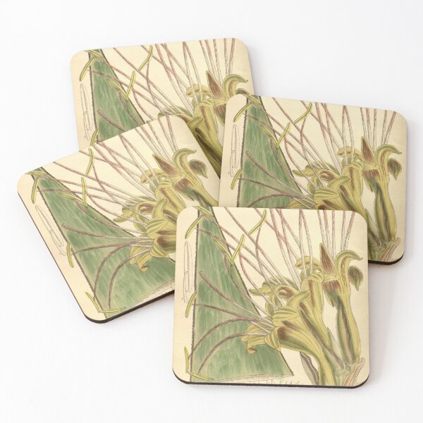 Item preview, Agave warelliana 139 8501 designed and sold by EsotericBotanic.