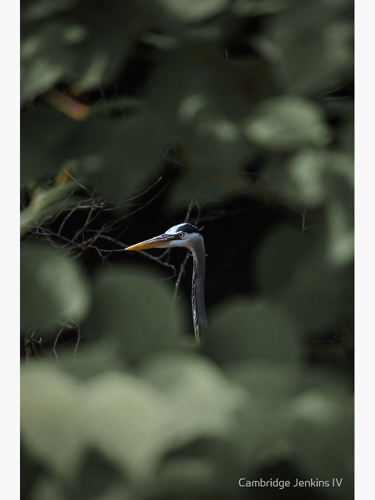 "Blue" by Cambridge Jenkins IV by cjenkinsiv