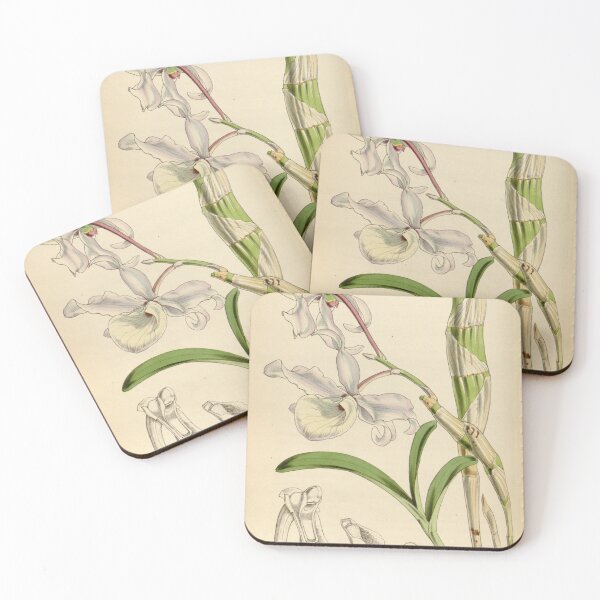 Item preview, Dendrobium tortile designed and sold by EsotericBotanic.