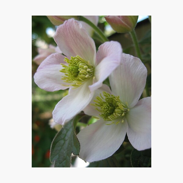Clematis flowers Photographic Print