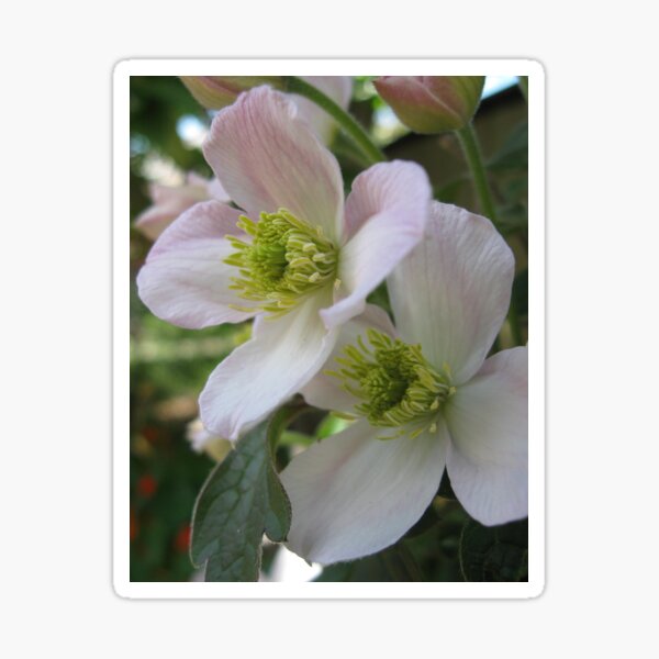 Clematis flowers Sticker