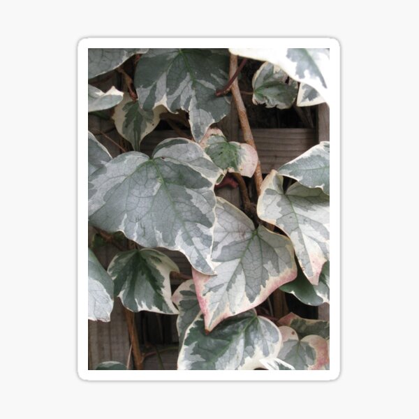 Variegated Ivy Sticker