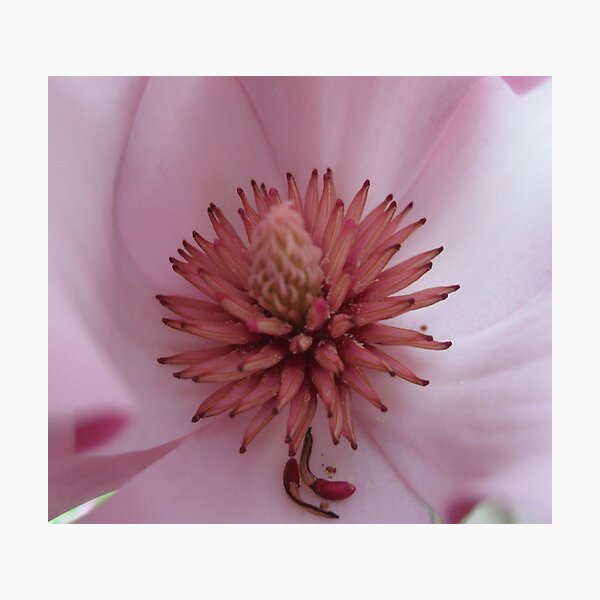 Magnolia flower heart Photographic Print
