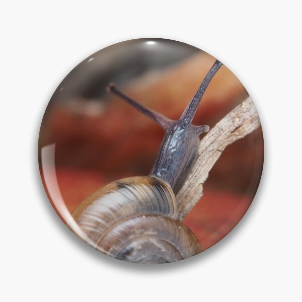 Item preview, Tiny snail designed and sold by SDym Photography.
