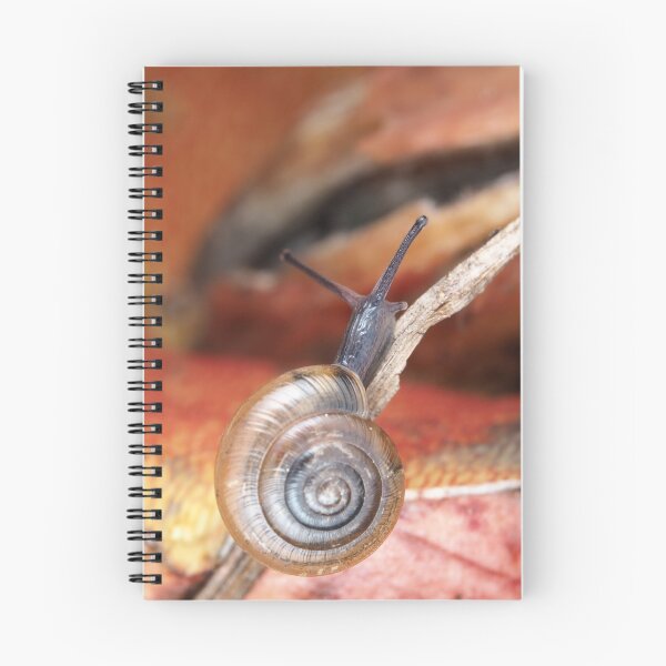 Item preview, Tiny snail designed and sold by SDym Photography.