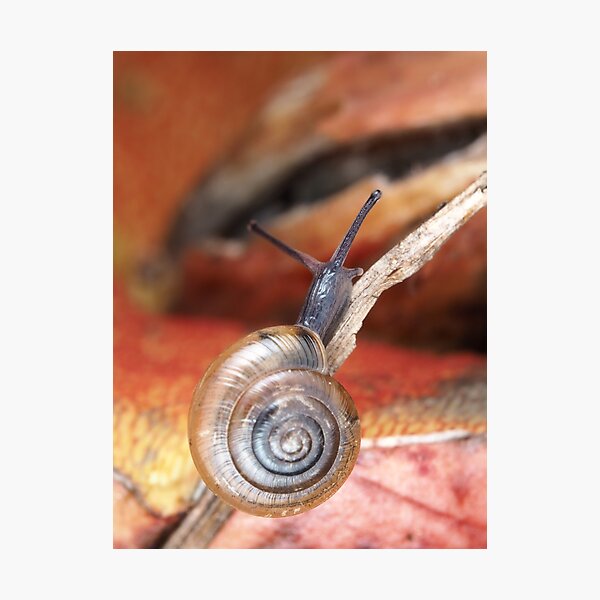 Tiny snail Photographic Print