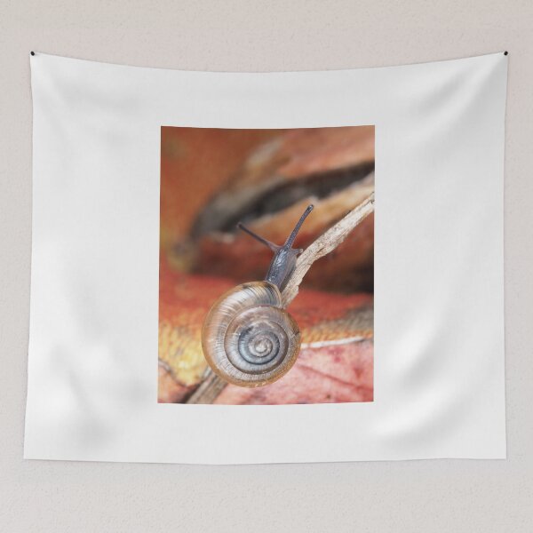 Item preview, Tiny snail designed and sold by SDym Photography.