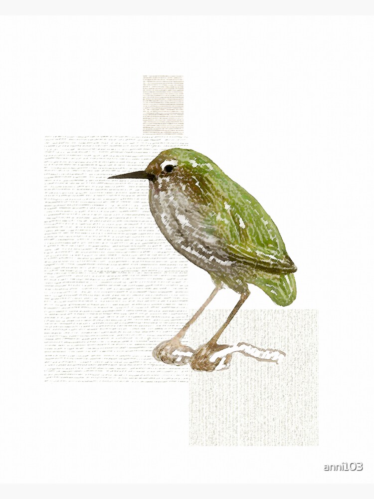 New Zealand Bush Wren by anni103