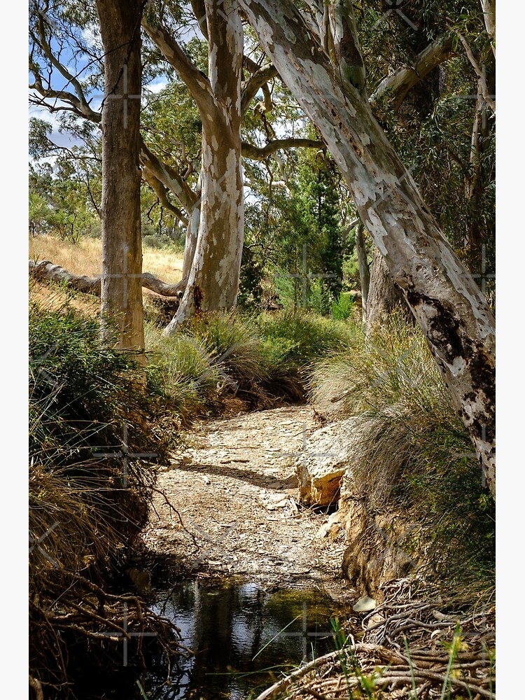 Hans Heysen Territory by RayW
