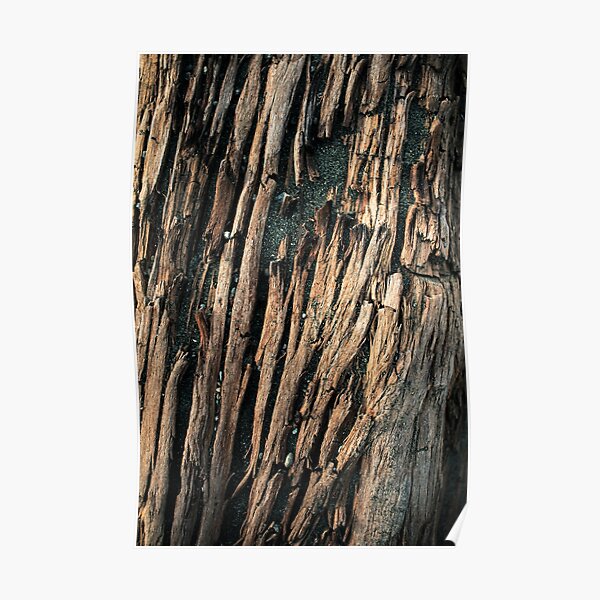 drift wood I Poster