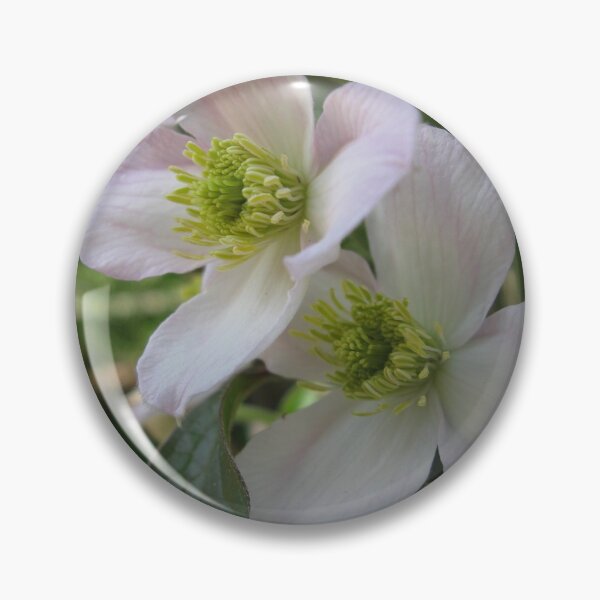 Item preview, Clematis flowers designed and sold by Zinziber.
