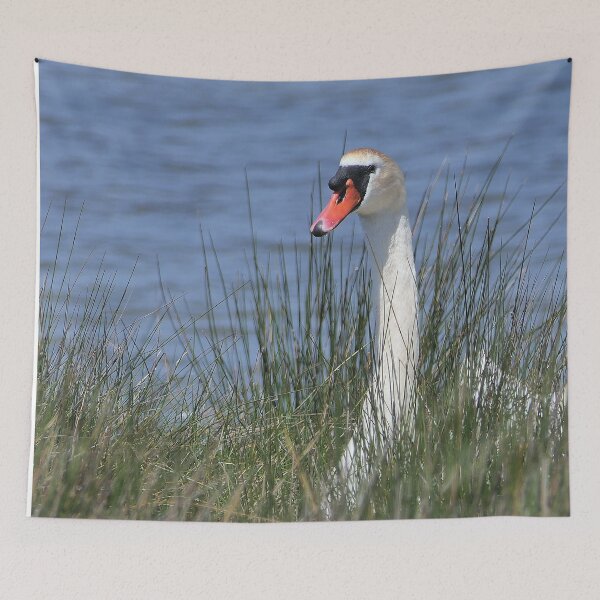 Item preview, r2429/ ornithologique-du-teich  Cygne tuberculé  2018 par Okaio Créations - Olavia-Olao     designed and sold by o.okaïo.