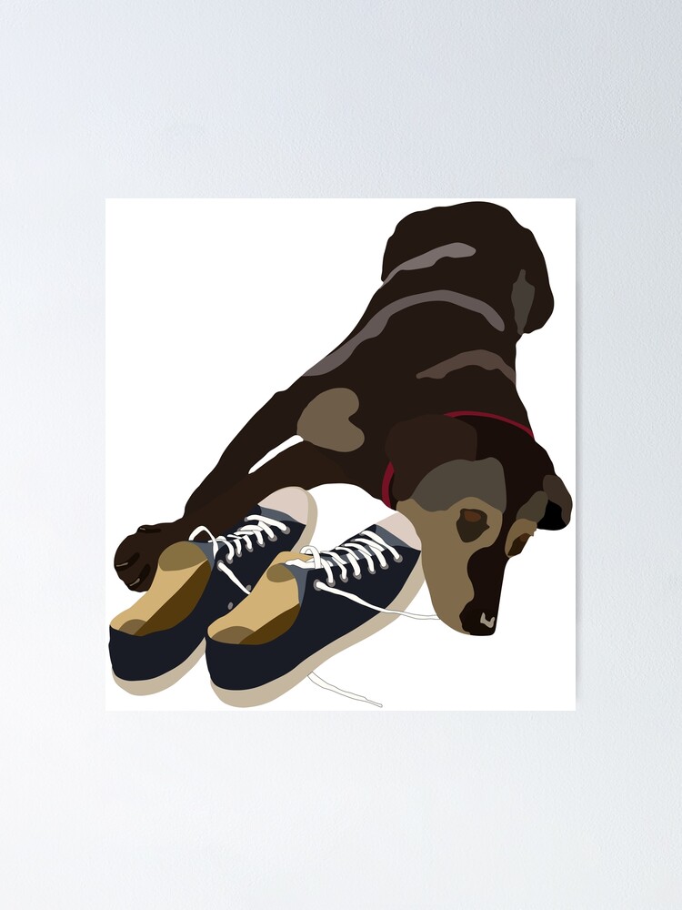 Dog Wanting Walks Lays On Converse Shoes