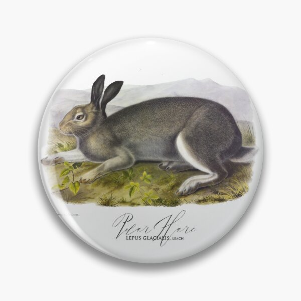 Item preview, Beautiful Bunny: an illustration of a Hare by J.J. Audubon 1844 designed and sold by ebrawne.