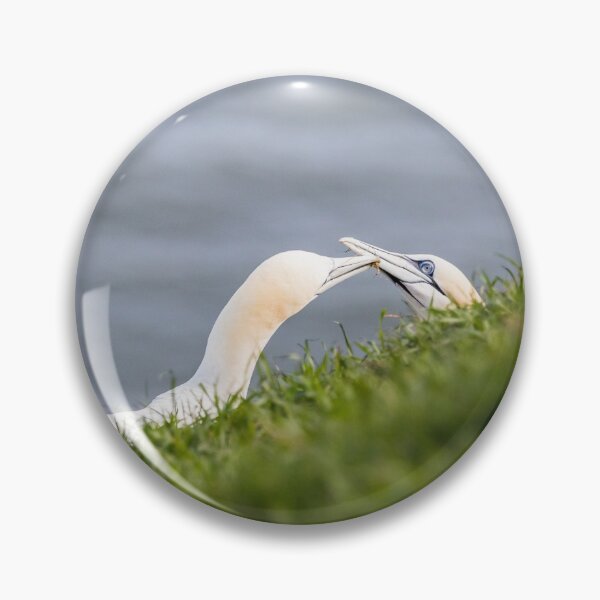 Item preview, Northern gannet pair exchanging grass for their nest designed and sold by wellsie82.