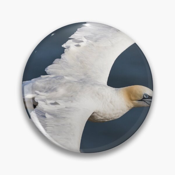 Artikelvorschau, Northern gannet up close entworfen und verkauft von wellsie82.