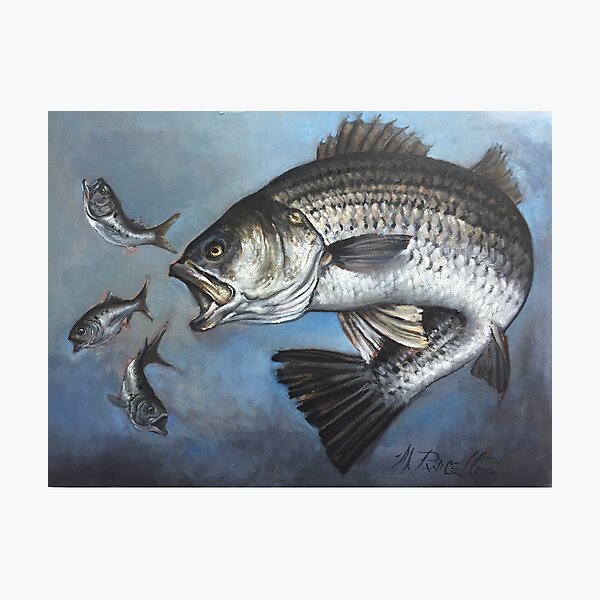 Item preview, Striped Bass Chasing Bunker designed and sold by MFishhooktattoo.