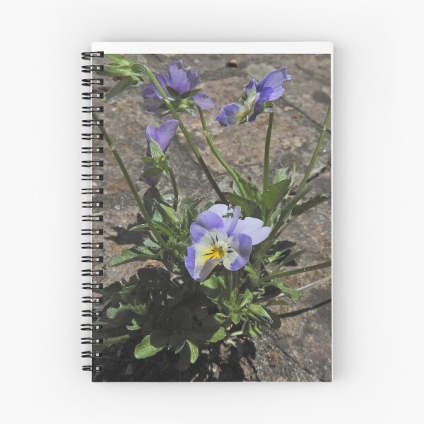Item preview, primrose in the pavement designed and sold by dinodazz.