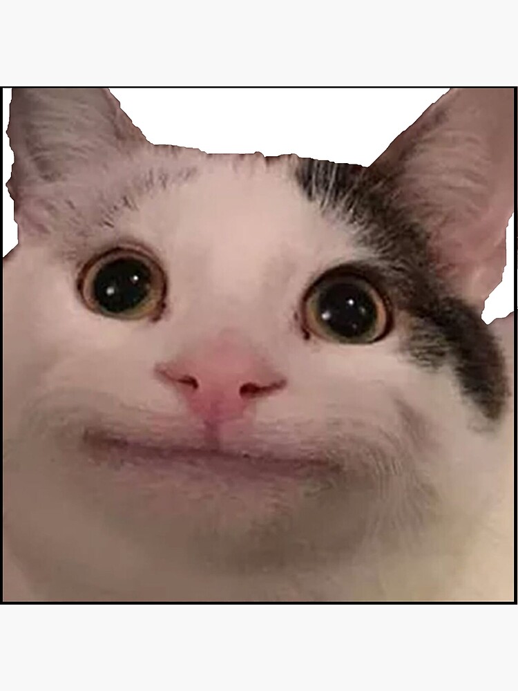 El Gato Meme Template