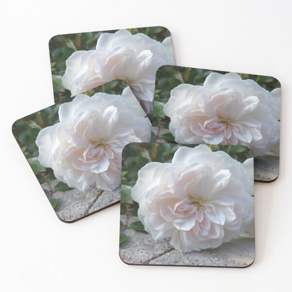 Item preview, delicate white flower grade rose variety Swany designed and sold by Liza-RKS.
