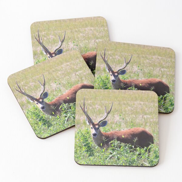 Item preview, Male Marsh deer in Bonito, Mato Grosso do Sul, Brazil designed and sold by Rafael  Cerqueira.