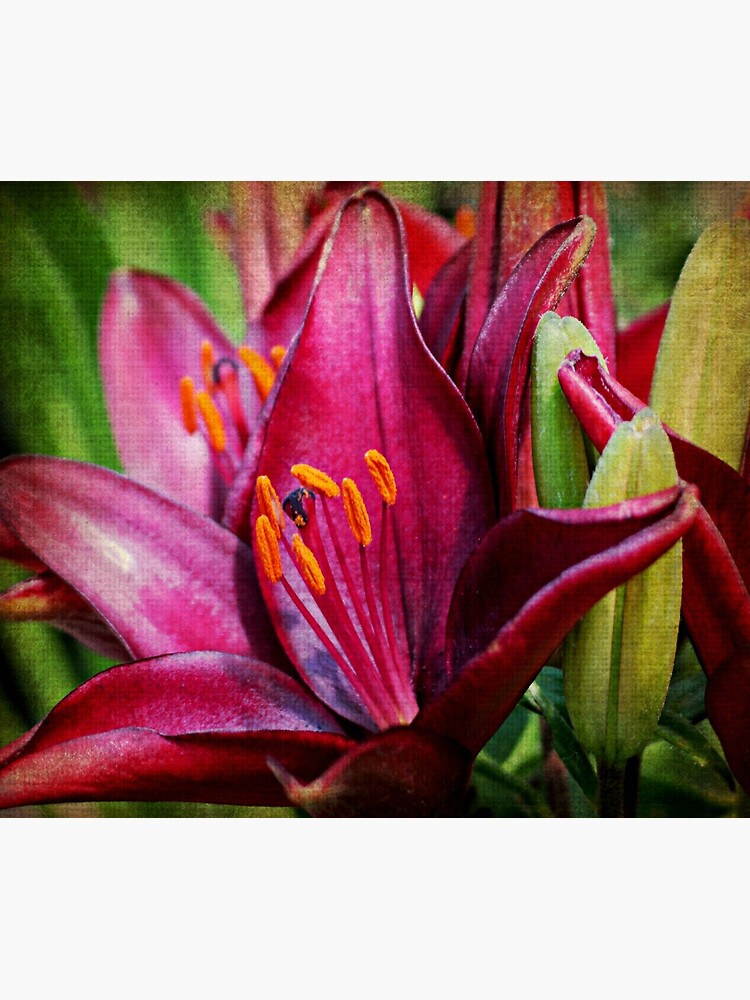 Daylily by ScenicViewPics