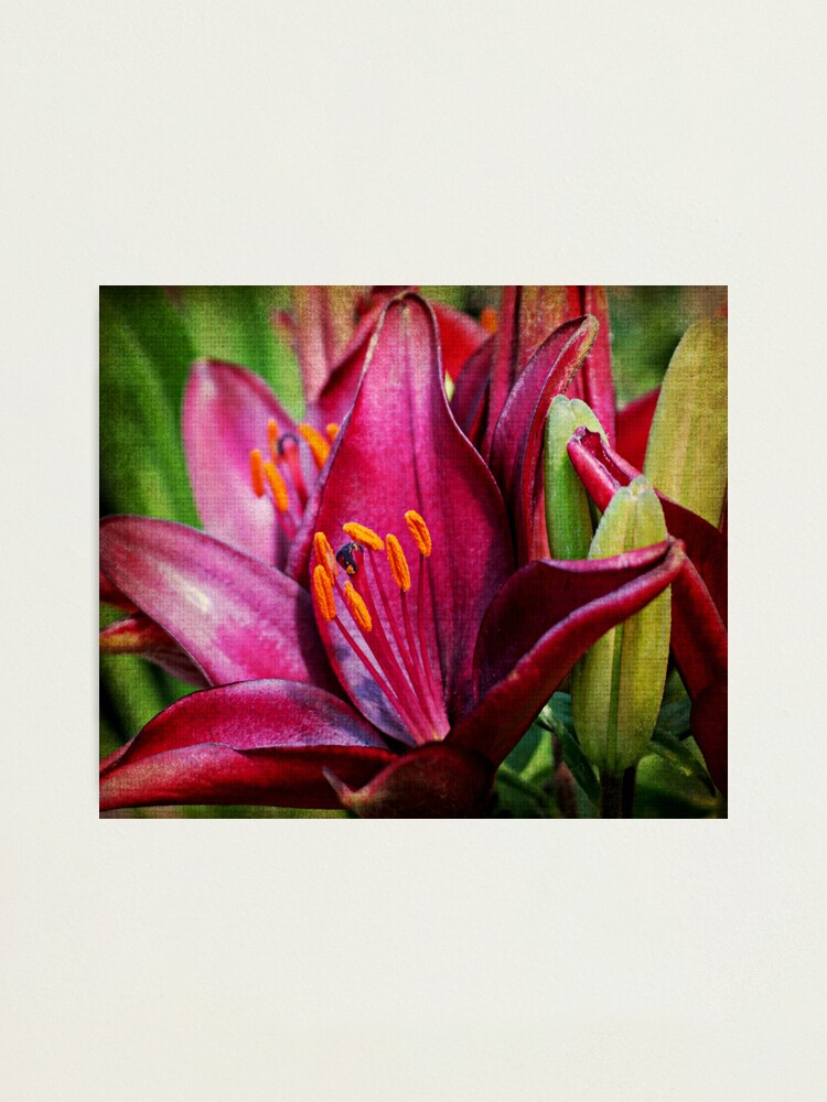 Alternate view of Daylily Photographic Print