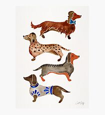 Dachshunds Photographic Print