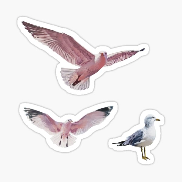 Painted Gulls Sticker Set Sticker