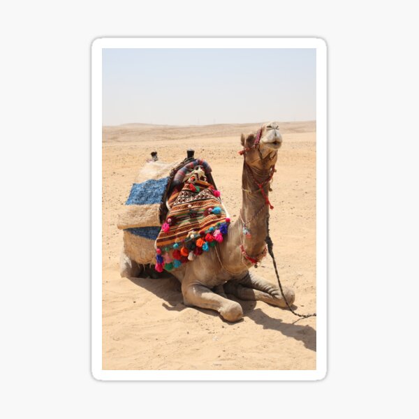 2 x 10cm Funny Camels Vinyl Stickers Desert Egypt Sticker Laptop Luggage #8278 